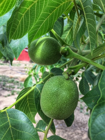 [2015] We have&nbsp;walnuts!